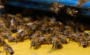 Bienen, Honigbiene, Imkerei